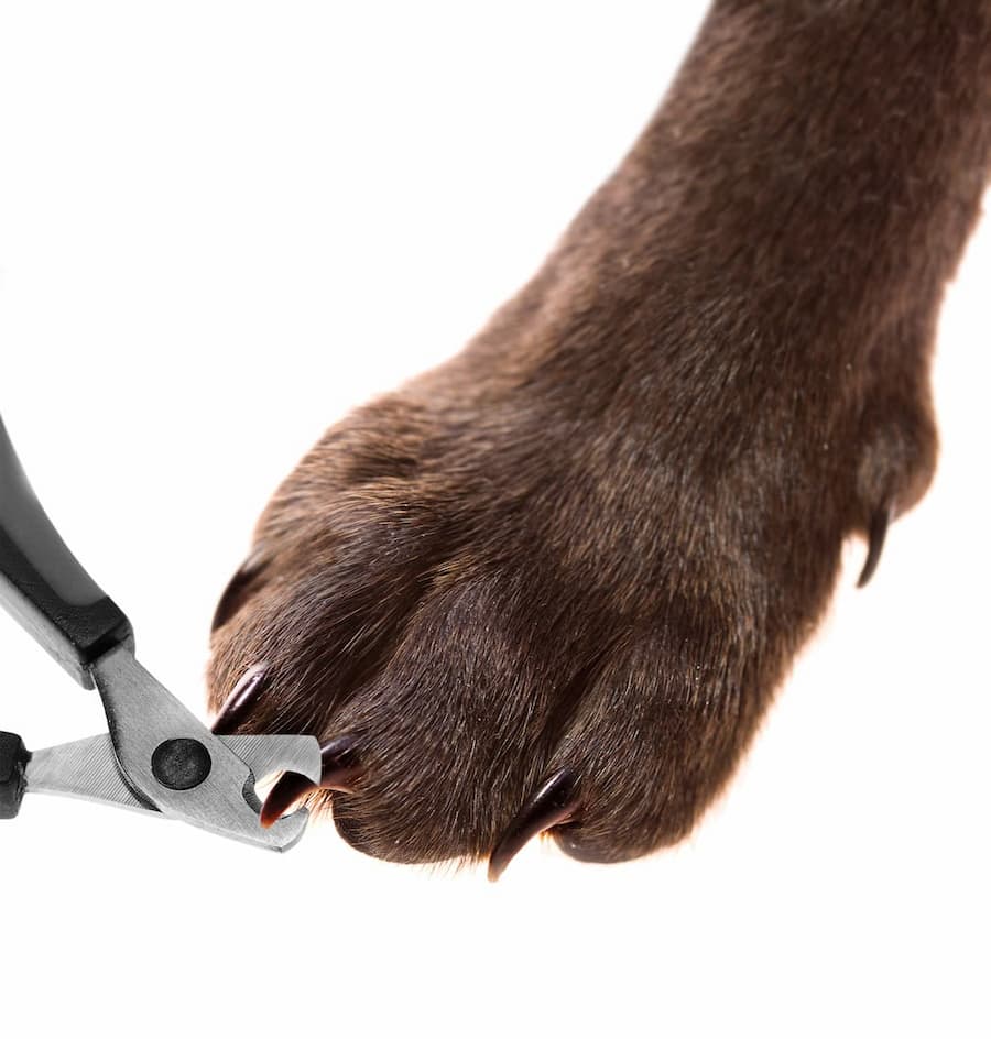 Dog Paw With Nails Being Cut