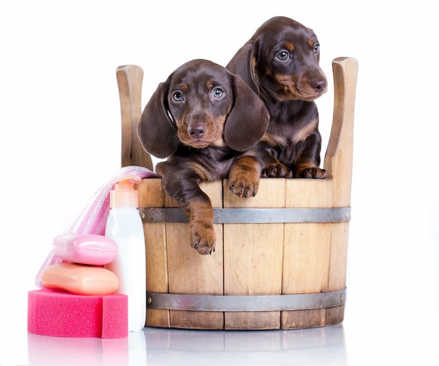 Two Dachshunds In Wooden Bath Tub